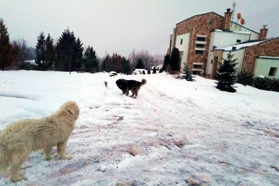 14 dogs play in the snow Florina villa