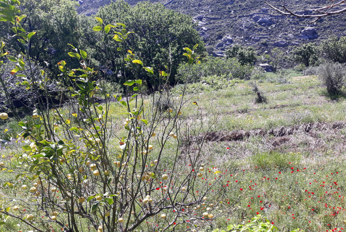 Grundstück mit Olivenbaum auf einer griechischen Insel